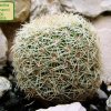 41 _Coryphantha_ werdermannii _PP200 _01